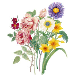 AnaSofiaCastanon-Flores